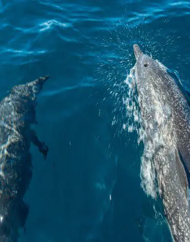 Dolphin sighting in Costa Rica on Chino Salsa's boat